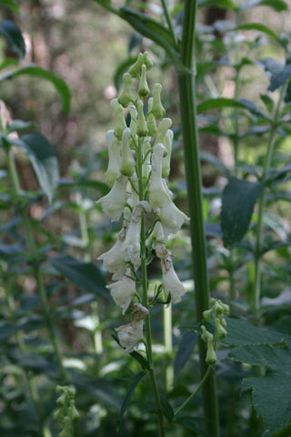 Aconitum vulparia <br>MONK'S HOOD CREAMY WHITE WOLF'S BANE