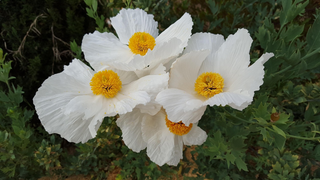 Romneya coulteri <br>CALIFORNIA TREE POPPY, COULTER'S MATILIJA POPPY
