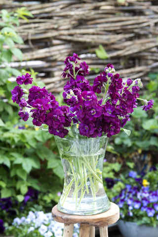 Matthiola incana <br>STOCKS ANYTIME DEEP PURPLE