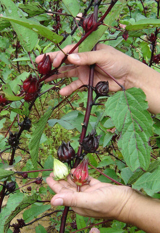 Hibiscus sabdariffa <br>HIBISCUS ROSELLE, FLORIDA CRANBERRY, RED SORREL