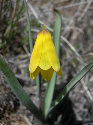 Fritillaria pudica <br>YELLOW FRITILLARY, YELLOW BELLS