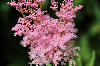 Filipendula rubra <br>QUEEN Of THE PRAIRIE