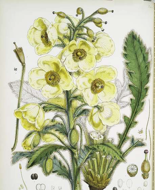 Meconopsis paniculata <br>YELLOW HIMALAYAN POPPY