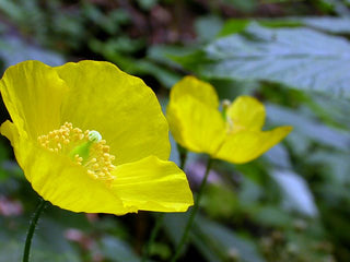 Meconopsis cambrica, Papaver cambricum <br>WELSH YELLOW POPPY