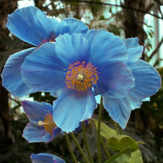 Meconopsis betonicifolia baileyi <br>BLUE POPPY
