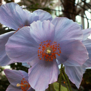 Meconopsis wilsonii <br>BLUE-PURPLE  BLUE POPPY