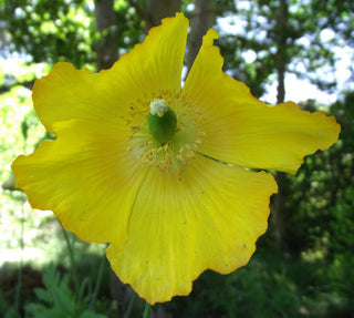 Meconopsis cambrica, Papaver cambricum <br>WELSH YELLOW POPPY