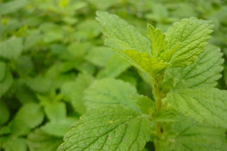 Melissa officinalis <br>LEMON BALM