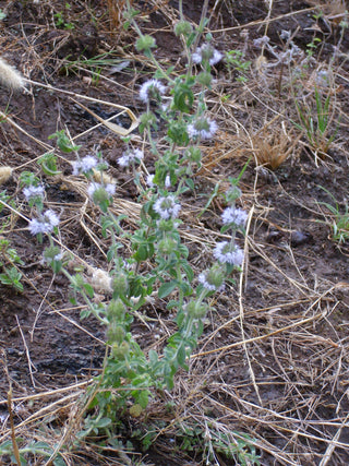 Mentha pulegium <br>PENNYROYAL, MOSQUITO PLANT