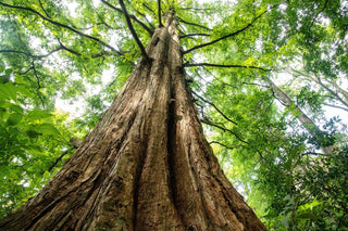 Metasequoia glyptostrobiodes <br>DAWN REDWOOD