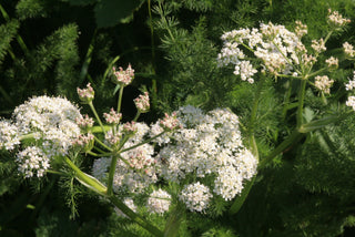 Meum athamanticum <br>SPIGNEL, BEARWORT