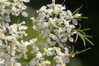 Meum athamanticum <br>SPIGNEL, BEARWORT