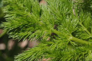 Meum athamanticum <br>SPIGNEL, BEARWORT