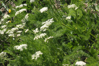 Meum athamanticum <br>SPIGNEL, BEARWORT