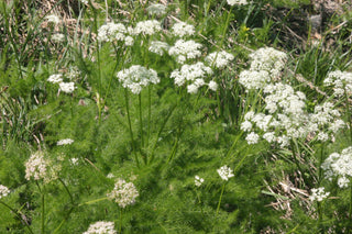 Meum athamanticum <br>SPIGNEL, BEARWORT