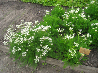 Meum athamanticum <br>SPIGNEL, BEARWORT