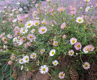 Erigeron karvinskianus <br>MEXICAN FLEABANE