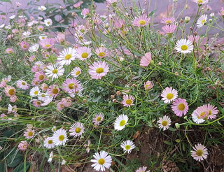 fleabane