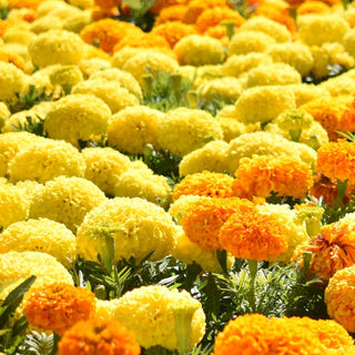 Tagetes erecta <br>MARIGOLD GIANT YELLOW, AFRICAN MARIGOLD