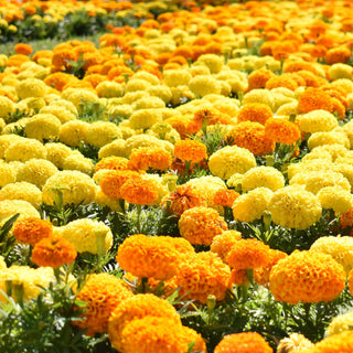 Tagetes erecta <br>MARIGOLD GIANT YELLOW, AFRICAN MARIGOLD