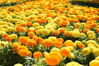 Tagetes erecta <br>MARIGOLD 'CRACKERJACK' AFRICAN