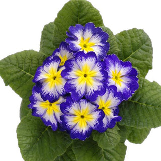 Primula vulgaris, Primula acaulis <br>PRIMROSE BLUE FLAME