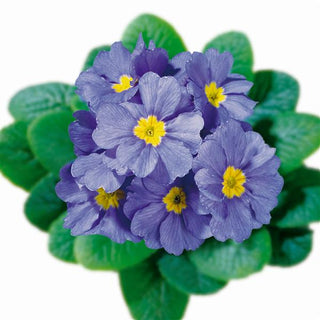 Primula vulgaris, Primula acaulis <br>PRIMROSE CLEAR BLUE