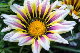 Gazania ringens <br>GAZANIA MIX