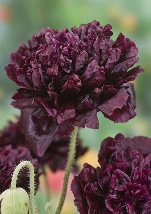 Papaver paeoniflorum <br>MIDNIGHT POPPY