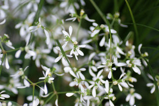 Euphorbia graminea <br>EUPHORBIA GLAMOUR IMPROVED