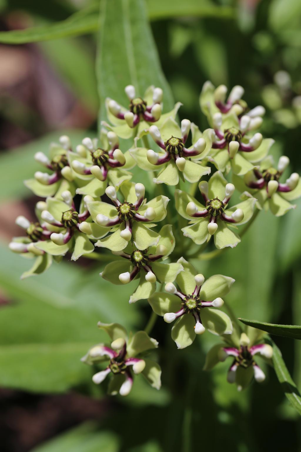 spider milkweed plant Asclepias viridis SPIDER ANTELOPE HORNS MILKWEED – Ferri Seeds