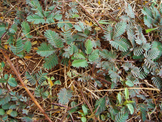 Mimosa pudica <br>SENSITIVE PLANT MIMOSA, TOUCH ME NOT