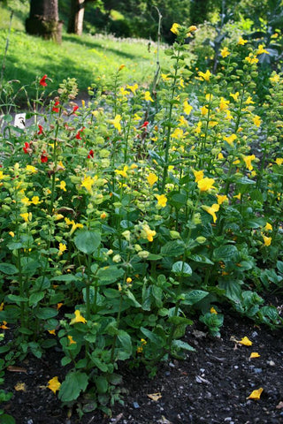 Mimulus luteus <br>YELLOW MONKEY FLOWER