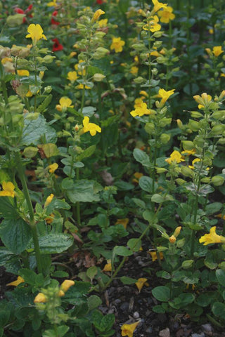 Mimulus luteus <br>YELLOW MONKEY FLOWER