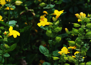 Mimulus luteus <br>YELLOW MONKEY FLOWER