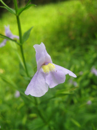 Mimulus ringens <br>ALLEGHENY MONKEY FLOWER