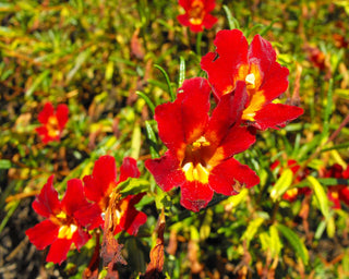 Mimulus cardinalis <br>SCARLET MONKEY FLOWER