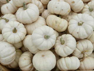 Cucurbita pepo <br>MINI WHITE PUMPKIN