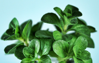 Mentha requienii <br>CORSICAN MINT