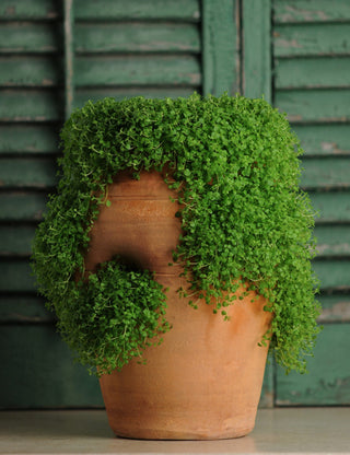 Mentha requienii <br>CORSICAN MINT, MINI MINT