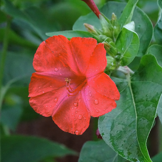 Mirabilis jalapa <br>FOUR O'CLOCKS 'SALMON SUNSET'