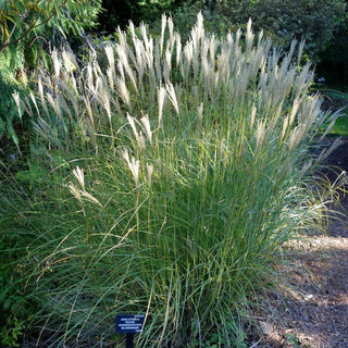 GRASS MIX HARDY ORNAMENTAL