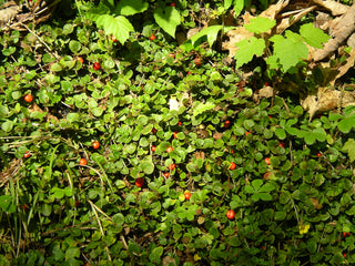 Mitchella repens <br>PARTRIDGE BERRY