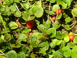 Mitchella repens <br>PARTRIDGE BERRY