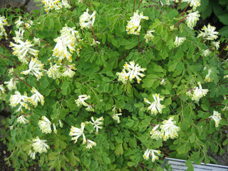 Pseudofumaria alba, Corydalis acaulis <br>CREAMY WHITE FUMEWORT, PALE CORYDALIS