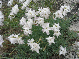 Dianthus plumarius <br>DIANTHUS MIX