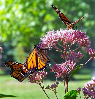 Eupatorium fistulosum, Eutrochium  <br>HOLLOW JOE PYE, GIANT WHITE BONESET