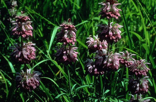 Monarda citriodora <br>LEMON BEEBALM HORSEMINT BERGAMOT, BEE BALM