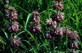 Monarda citriodora 'Bergamo' <br>LEMON HORSEMINT BEEBALM BERGAMOT