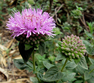 Monardella odoratissima <br>MOUNTAIN PENNYROYAL